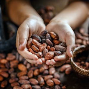 The difference between cacao, cocoa, and chocolate